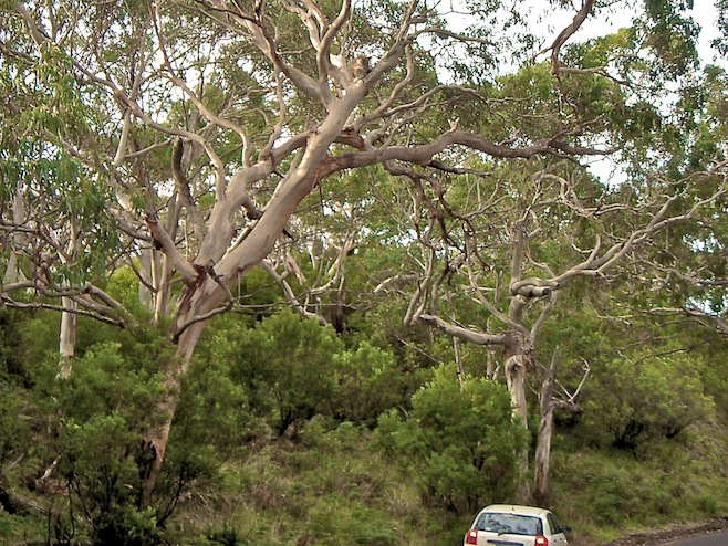 Koala